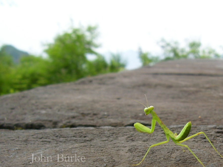 photos/praymantis.jpg