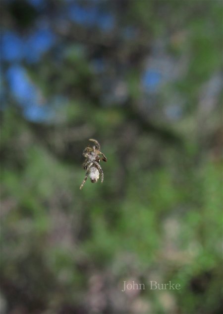 photos/spider.jpg